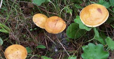 Масленок лиственничный – гриб, помогающий от артрита Маслята лиственничные