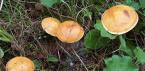 Масленок лиственничный – гриб, помогающий от артрита Маслята лиственничные